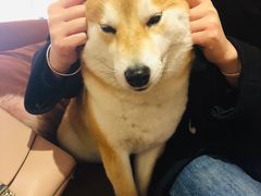 -柴务处·柴犬主题狗咖