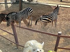 -石家庄市动物园