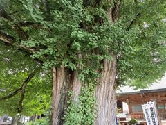 -医王山·飞騨国分寺