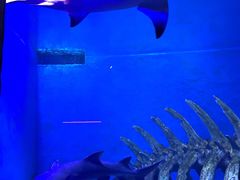 -哈尔滨波塞冬海底世界