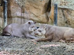 -清迈夜间动物园