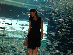 -瑞普利水族馆
