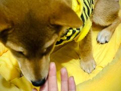-逗柴咖啡屋·狗咖猫咖宠物桌游
