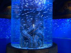 -哈尔滨波塞冬海底世界