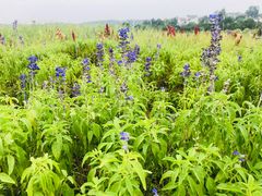-大塘金香草谷