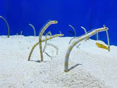 -上海海洋水族馆