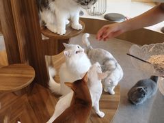 -飞行喵MR PILOT|猫舍·猫咖(静安大融城店)