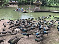 -西双版纳原始森林公园