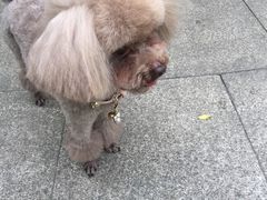 -宠颐生嘉德动物医院