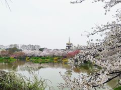 -武汉大学-樱园