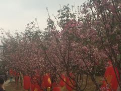 -天适樱花悠乐园