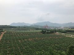 -北京张裕爱斐堡酒庄
