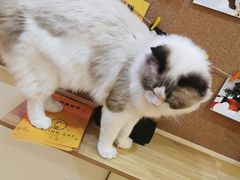 -滚猫咖啡·猫咖·猫友好撸猫(未来城店)