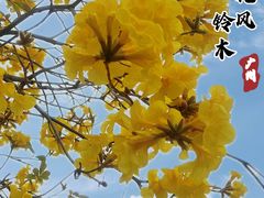 -洲头咀公园