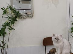 -共舞时光猫咖·狗咖(新街口店)