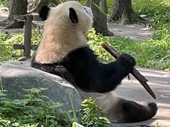 -都江堰中华大熊猫苑