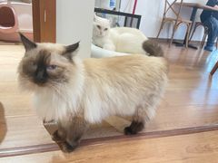 -有猫主题·治愈系猫咖(曾厝垵店)