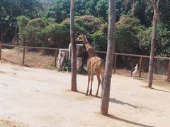 -深圳野生动物园