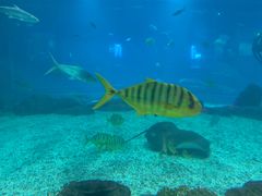 -福州罗源湾海洋世界旅游区