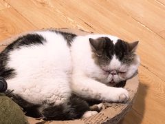 -Cappucimeow猫咪咖啡馆(韦伯时代店)