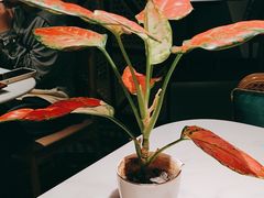-上上席川菜(凯德乐峰广场店)