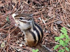 -五营红松林海景区