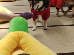 -逗柴咖啡屋·狗咖猫咖宠物桌游