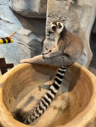 -Zoolung Zoolung动物主题公园(海信广场店)