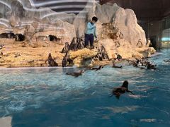 -帝企鹅自助餐厅•儿童岛•真企鹅(长隆企鹅酒店)