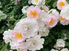 -谷咖啡·鲜花绿植花园餐厅
