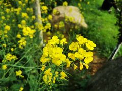 -瑶湖郊野森林公园