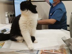 -萌兽医馆·犬猫专科·眼科中心·宠物医院(朝阳门分院)