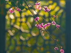 -雨花胜境