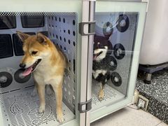 -FAELING PETS美天灵宠物(富力广场店)