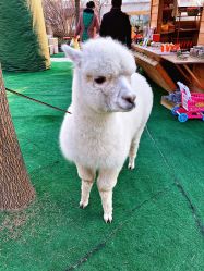 -萌宠亲子动物乐园(槐房万达店)