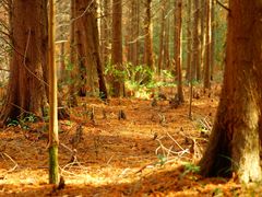 -上海海湾国家森林公园