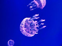 -芜湖新华联大白鲸海洋公园