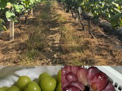 -马陆小张葡萄园农家乐