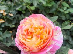 -人民公园(罗湖区)