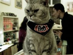 -猫色咖啡·猫咖