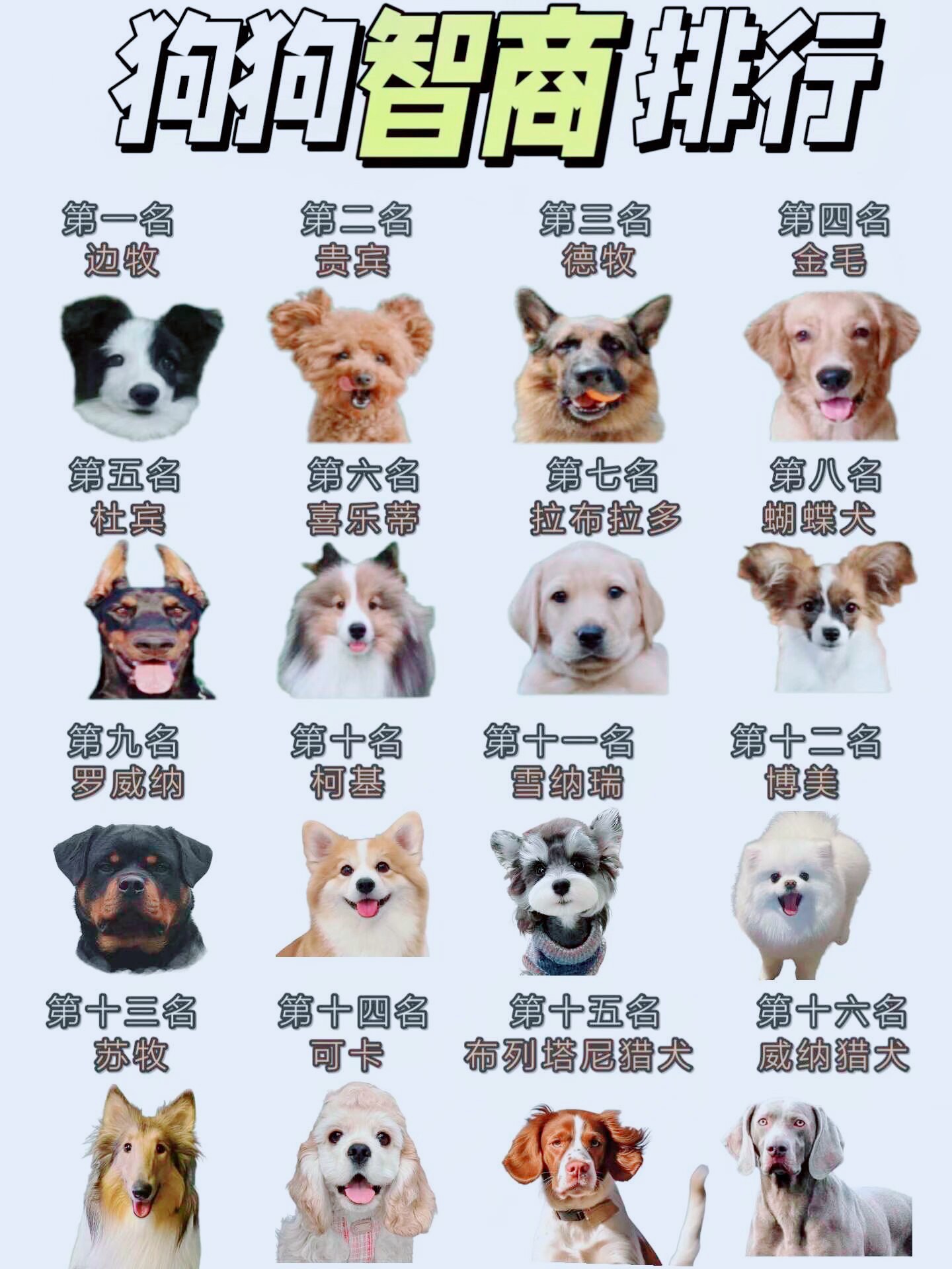 小型宠物狗中智商排行