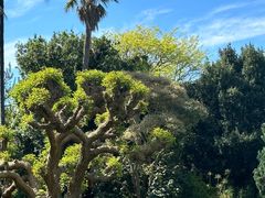 -墨尔本皇家植物园