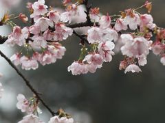 -杭州植物园