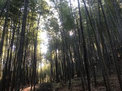 -广州市石门国家森林公园