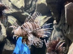-锦艺城海洋馆