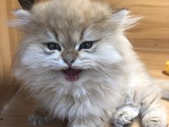 -猫十亿·布偶金渐层·曼基康矮脚猫舍(青年路店)