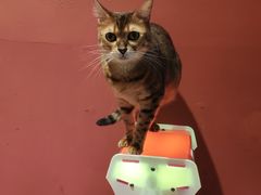 -猫色咖啡·猫咖