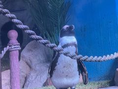 -暹罗海洋世界