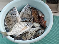 -鑫艋游艇海钓俱乐部