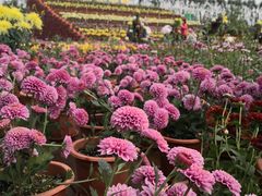 -迪茵湖田家舍生态农场